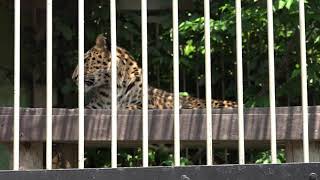 アムールヒョウ　キャットワールド　どきどきストリート　東武動物公園に行ってきました！   2018年5月27日　00049