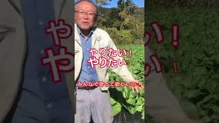 無農薬なのに虫がこない！？【おうちで元気な無農薬野菜を育てよう】 #shorts