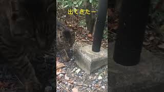 出てきてくれた #ねこ動画 #cat #こねこすたぐらむ #ねこすたぐらむ #cute #ねこむ #猫 #ネコ #ねこねむ日記 #野良猫