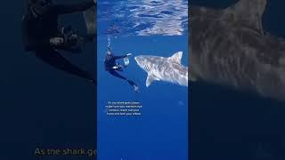 POV: You’re a professional shark diver for a living 😳