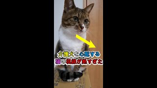 ［介護犬］を心配する ｛猫の視線｝が熱すぎた　＃shorts #YouTubeshort #介護犬 ＃キジトラ白猫