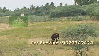 Madurai to sivakanga road poovanthi . 6 acers property commercial 1.50 L per cents