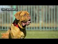 dogue de bordeaux vs rottweiler