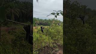 TERNYATA PULUT BURUNG BARU KU BUAT, BIKIN BURUNG KACER KOCAR KACIR BOS AMPUH BUAT MIKAT