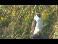 神奈川県の野鳥：オオタカ成鳥（2011 10 28_144901.m2ts）