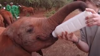 Adorable Baby Animal Moments (Part 2) | Top 5 | BBC Earth