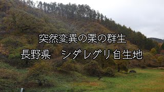 魅惑の大自然　長野県上伊那郡辰野町　シダレグリ自生地