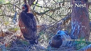 ep.360🦤Booted Eagle Nest／TODOS los Secretos Pollos Águila calzada @DIRECTO NATURA