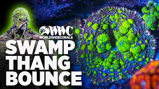 WWC New Release - Swamp Thang Bounce