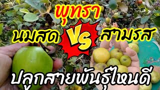 พุทราสายพันธุ์ที่น่าปลูก พุทรานมสด พุทราสามรส เลือกปลูกพันธุ์ไหนดี⁉️ต้องชิม @tree07