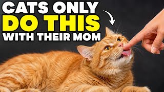 If Your Cat Does This, They Have Officially Adopted You as Their Mother