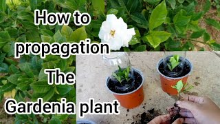 the best method to grow the gardenia plant from cuttings,gardenia propagation//patsy garden