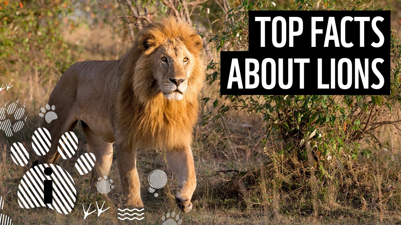 Top Facts About Lions | WWF - YouTube