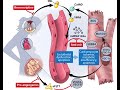 Peripartum Cardiomyopathy updates - Dec 2021