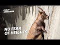 Ibex Risk Their Lives Climbing Nearly Vertical Walls
