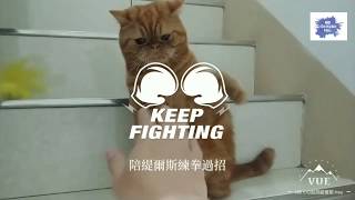 Exotic shorthair 😺 Mantou Tears's boxing time.