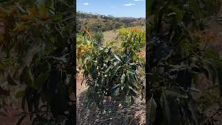 Avocado branch training.