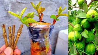 4 Multiple Grafting On One Guava Tree