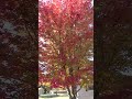 beautiful red maple tree and its fallen leaves shorts fallcolors