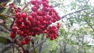 고산의 빨간 신호등 마가목열매(마가목 Sorbus commixta Hedl.)