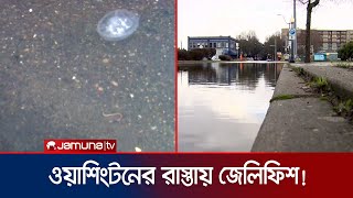 ওয়াশিংটনের রাস্তায় উঠে এলো জেলিফিশ! কীভাবে এমন কাণ্ড? | Jellyfish in Land