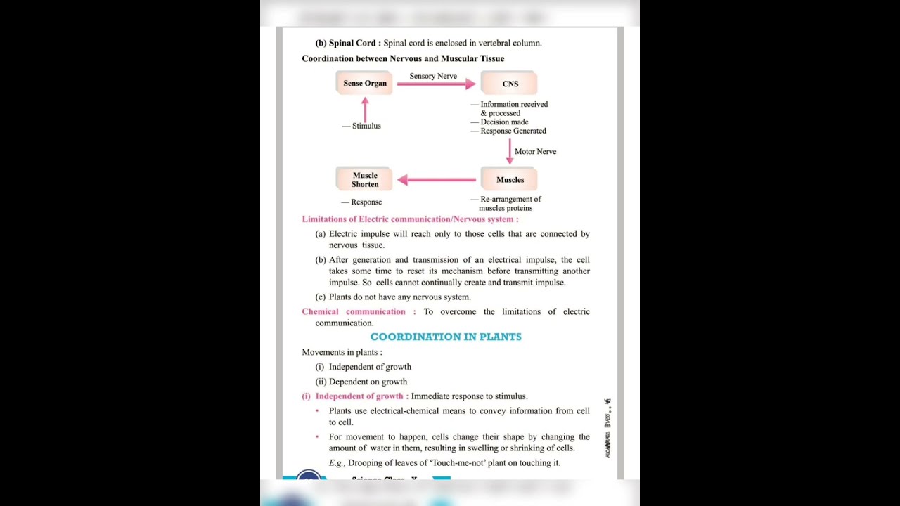 Class 10th Science 🧪 Chapter 7(control And Coordination) Notes # Study ...