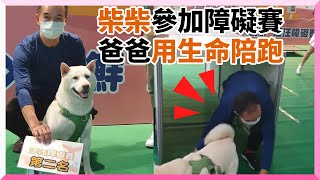 狗狗障礙賽！飼主跟著賣力鑽隧道　手腳並用網笑：用生命在比｜寵物｜狗｜柴犬｜白柴