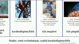 Madár, rend verébalakúak, család kardinálispintyfélék szaltator magvágó piranga habia bird magtörő