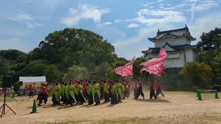 ど祭り2024  京都よさこい連  心粋  名古屋城二ノ丸会場  演舞