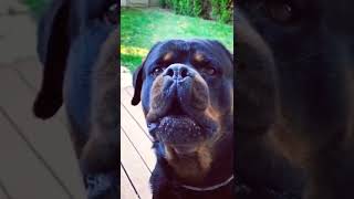 Huge Male Rottweiler Barking On Command