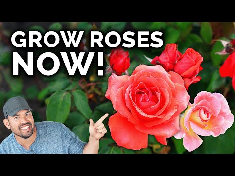 What season are roses?