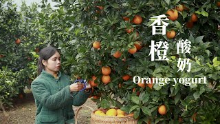 Big and sweet oranges, Pick them up and make orange yogurt with all the rind left香橙酸奶 ▎Lizhangliu