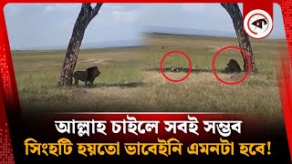 আল্লাহ চাইলে সবই সম্ভব, সিংহটি হয়তো ভাবেইনি এমনটা হবে! | Lion | Kalbela