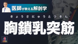 胸鎖乳突筋とは？【医師による解剖学解説】