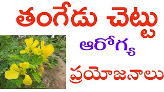 తంగేడు చెట్టు ఆరోగ్య ప్రయోజనాలు |Tangedu chettu uses telugu