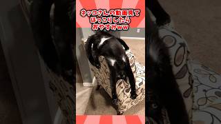 猫さんの動画見てほっこりしたらおやすみwwww #動物 #ねこ #ほっこりショート