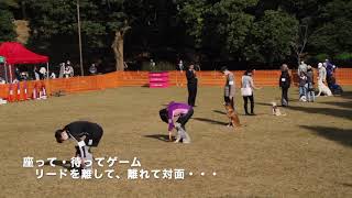 根岸森林公園第１回犬の運動会＋わんバサダーコンテスト２２１１１３ 〈犬の運動会編〉