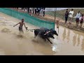 kambala the 300 year old race that uses water buffaloes ಹೊರ್ಲಾಳಿ ದೊಡ್ಮನೆ ಕಂಬಳ