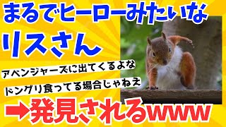 【2ch動物スレ】まるでヒーローみたいなリスさん発見される！！