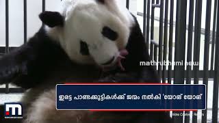 ഇരട്ട പാണ്ടക്കുട്ടികളുടെ അമ്മയായി യോങ് യോങ് | Giant Panda | China | Mathrubhumi News