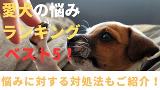 愛犬の悩みランキング！