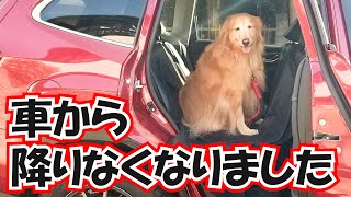 【ゴールデンレトリバーのポンちゃん】車から降りなくなりました。。。