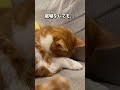 何をしても起きないゴメン寝の猫。