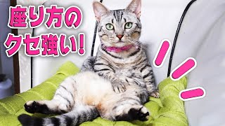 どうしても変な格好で座るジェネッタ猫  The Genetta cat sitting in a weird style.