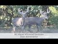 All About Whitetail Institute Deer Attractants!