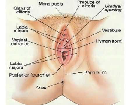 genital herpes on a vagina Sex lady videos