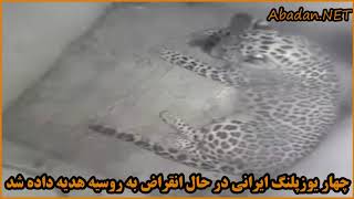 چهار #یوزپلنگ ایرانی در حال انقراض به #روسیه هدیه داده شد