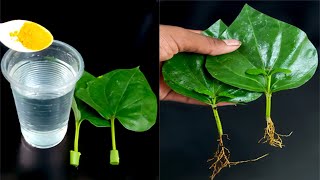 How To Grow Betel leaf Plant From Leaf | How To Grow Betel Leaves (Paan) Plant From Single Leaves