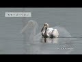 【野鳥観察】ヨシゴイとモモイロペリカンたち｜夏の北印旛沼