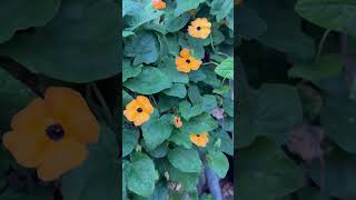 കരിങ്കണ്ണി സൂസന്ന  എത്തിപ്പോയെ / Black eyed susan vine / Thumbergia alata